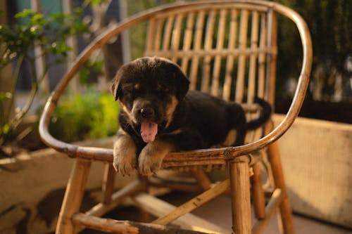 Photo of a Cute Dog Sitting on a Wicker Chair