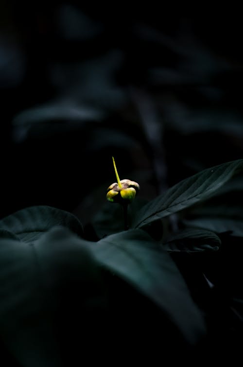 Plant with Budding Flower