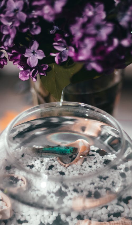 Lilac, spring and a fish in aquarium