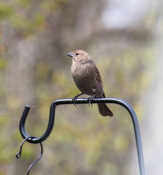 A brown bird perched on a metal hook in a natural setting, perfect for wildlife enthusiasts.