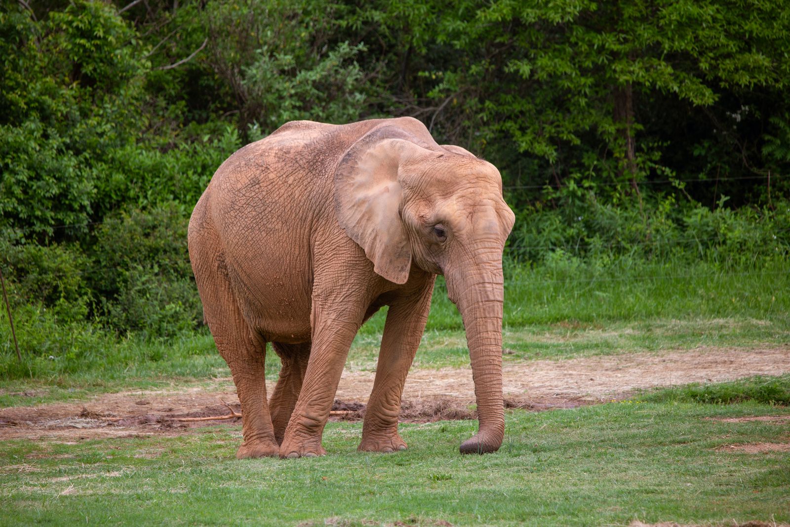 Elephant Tail Photos, Download The BEST Free Elephant Tail Stock Photos ...