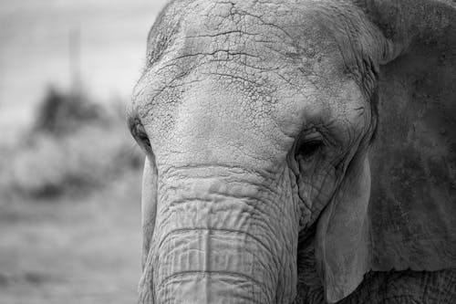 Gratis Foto stok gratis binatang, gajah, hitam & putih Foto Stok