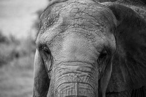 Close-up of an Elephant 