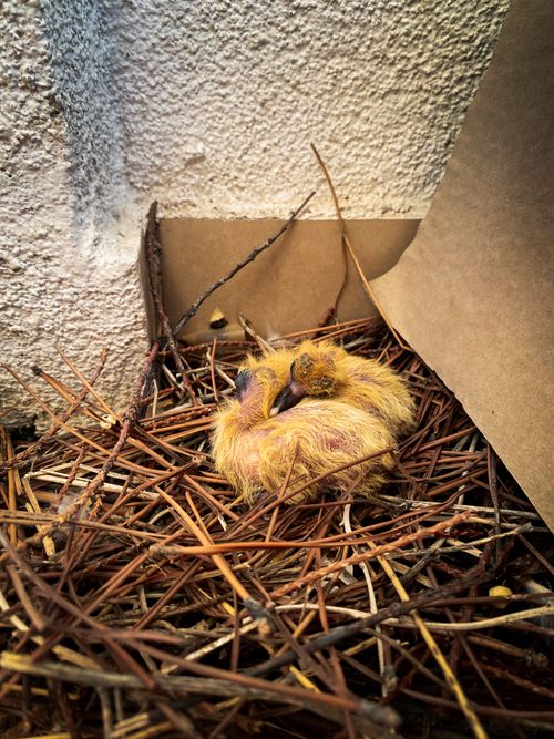 Free Cute newborn birds huddled together in a nest made of twigs and leaves. Stock Photo