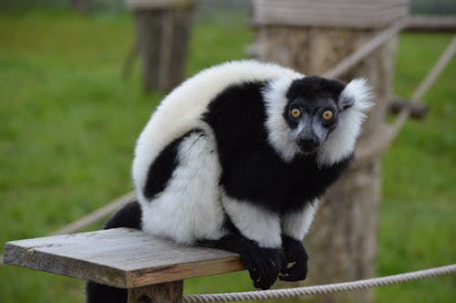 Indri Lemur in the Zoo
