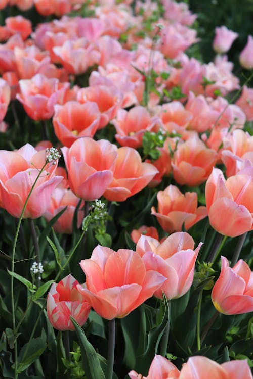 Close up of Pink Tulips