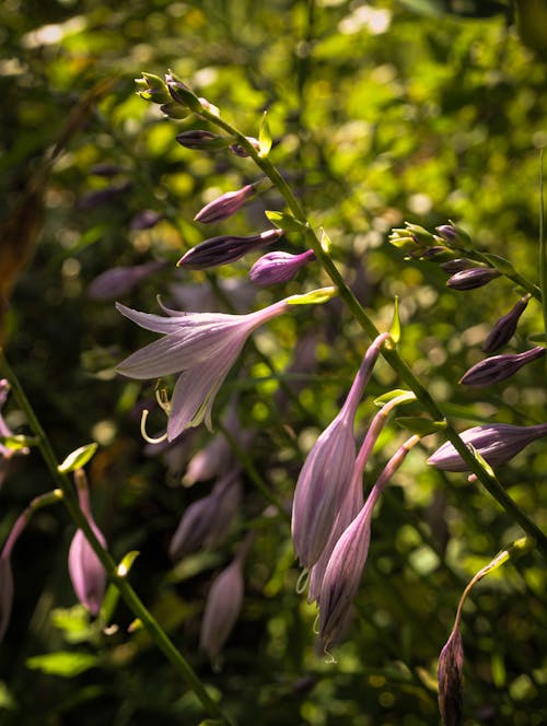 Immagine gratuita di avvicinamento, bocciolo, fiori