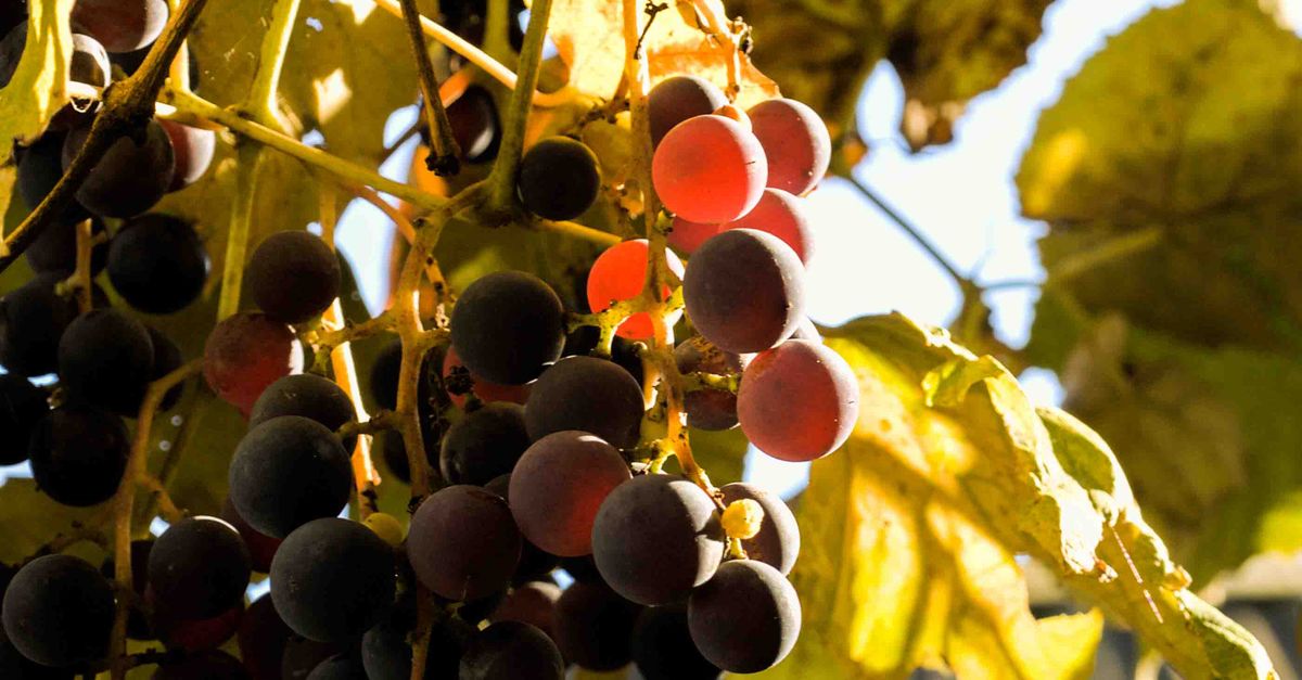Grape Crop Ripe Vine with Ripe Grapes · Free Stock Photo