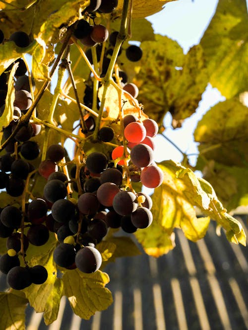 Gratis Foto stok gratis anggur, berair, buah-buahan Foto Stok