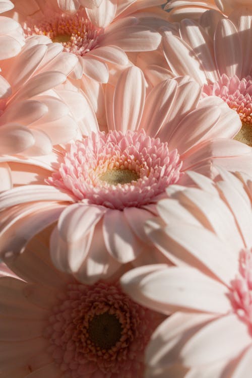 Безкоштовне стокове фото на тему «букет, Букет квітів, вертикальні постріл»