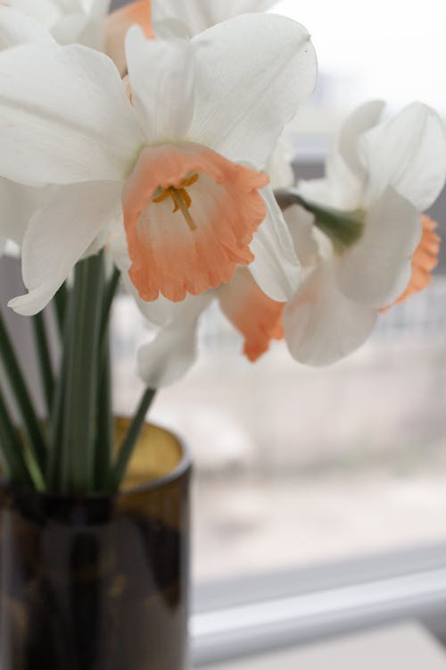 Daffodils in Vase on Windowsill