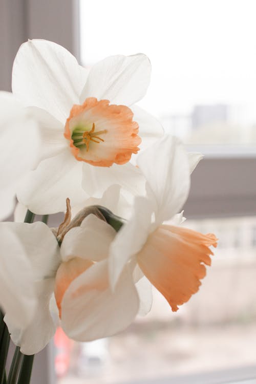 Daffodils Near Window in Home