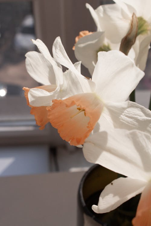 คลังภาพถ่ายฟรี ของ การตกแต่ง, ดอกนาซิสซัส, ดอกไม้