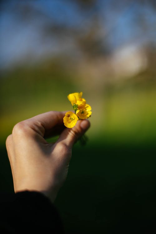 Closeup of a Hand Holding Yellow Wildflowers