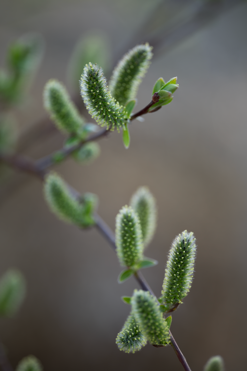 Free Macro shot of new willow catkins emerging, symbolizing growth and renewal in spring. Stock Photo