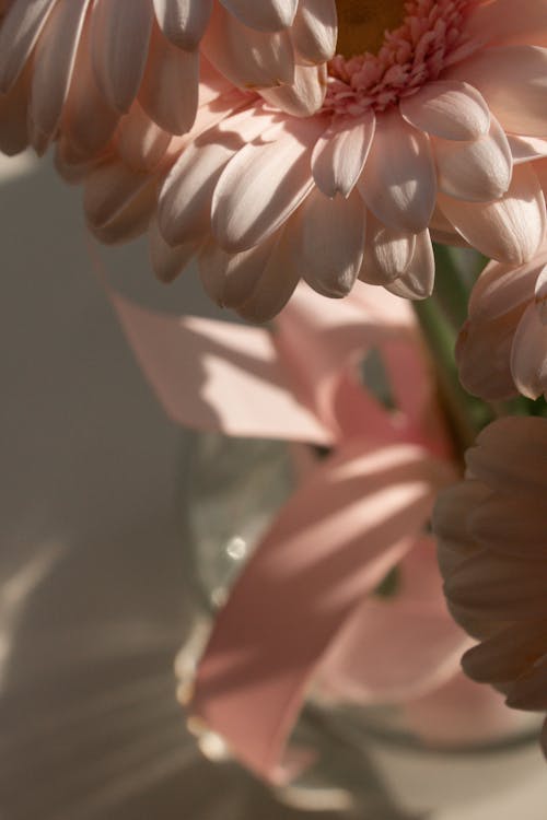 Základová fotografie zdarma na téma gerbera, jaro, odlesk objektivu