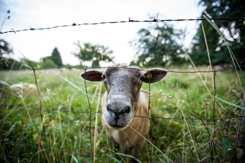 Close-up of a Sheep on a Field behind a Barbed Wire Fence 
