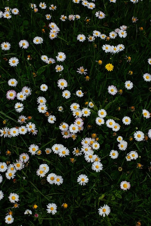 Daisies in Meadow