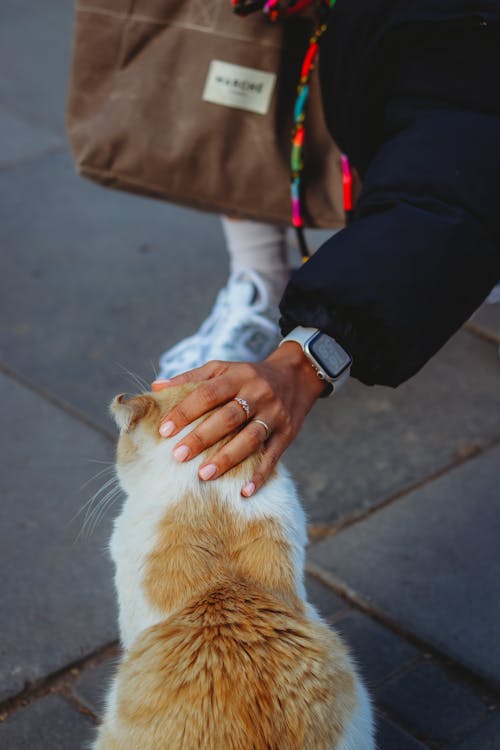 Close-up of Woman Petting a White and Orange Cat 