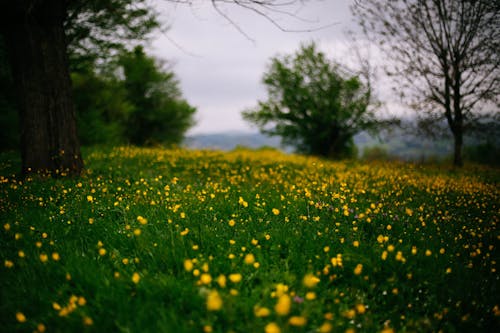 Gratis lagerfoto af bane, flora, græs