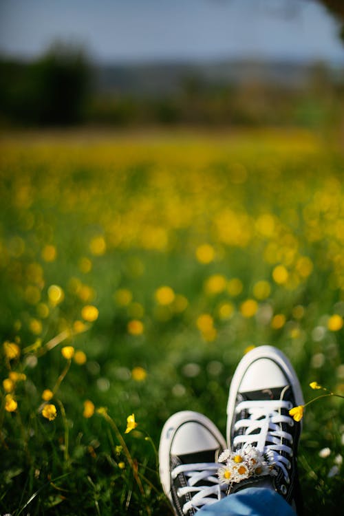 Immagine gratuita di camomilla, fiori, fotografia di moda