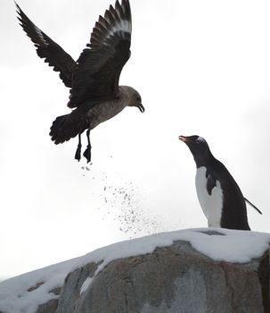 penguin photo