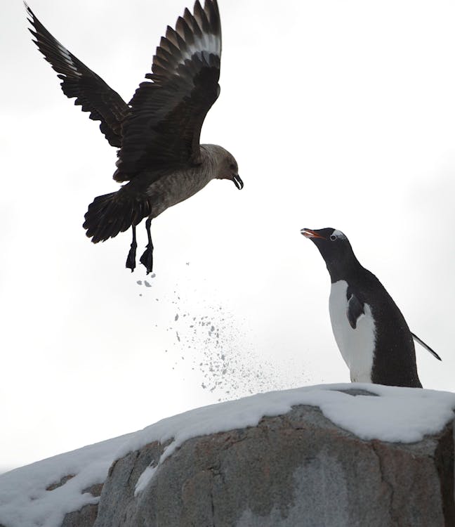 бесплатная Пингвин возле черной птицы Стоковое фото