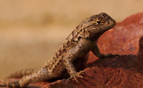 Free Detailed close-up of a lizard perched on a red rock, showcasing its scales and natural habitat. Stock Photo