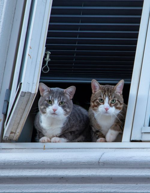 Free Two adorable cats peek out of a half-open window, showcasing their curiosity. Stock Photo