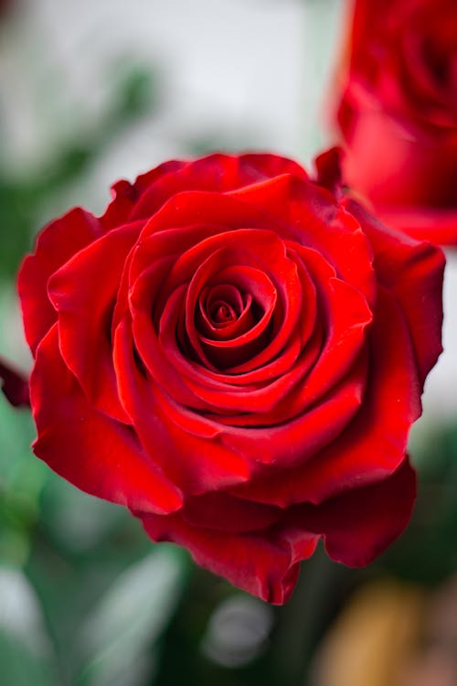 Beautiful Red Rose with Pink Edges of Petals