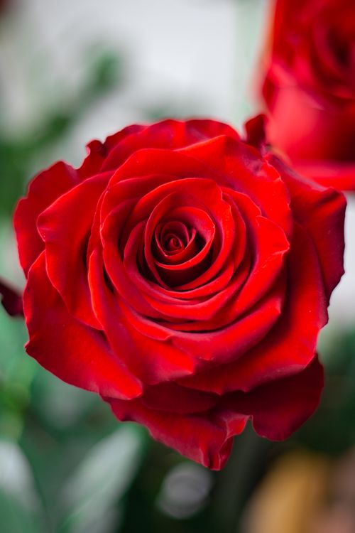 Free Stunning close-up of a blooming red rose, symbolizing romance and love. Stock Photo