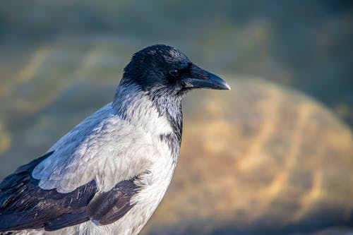 Hooded Crow in Side View