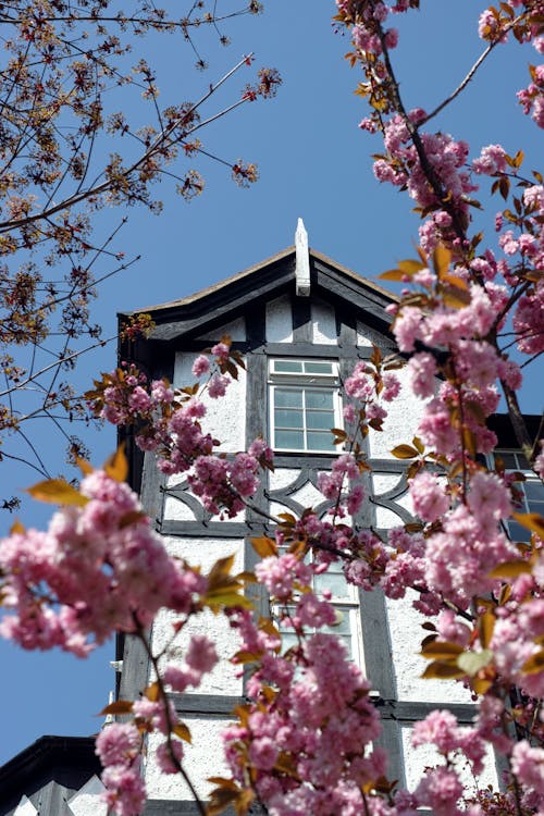 Cherry Blossom in Front of Townhouse