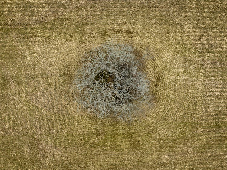 Barren Tree In Field