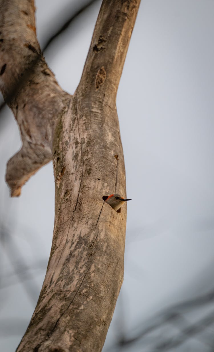 A Woodpecker In A Tree