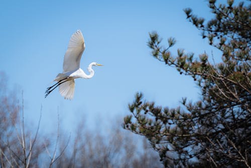 Heron in Flight