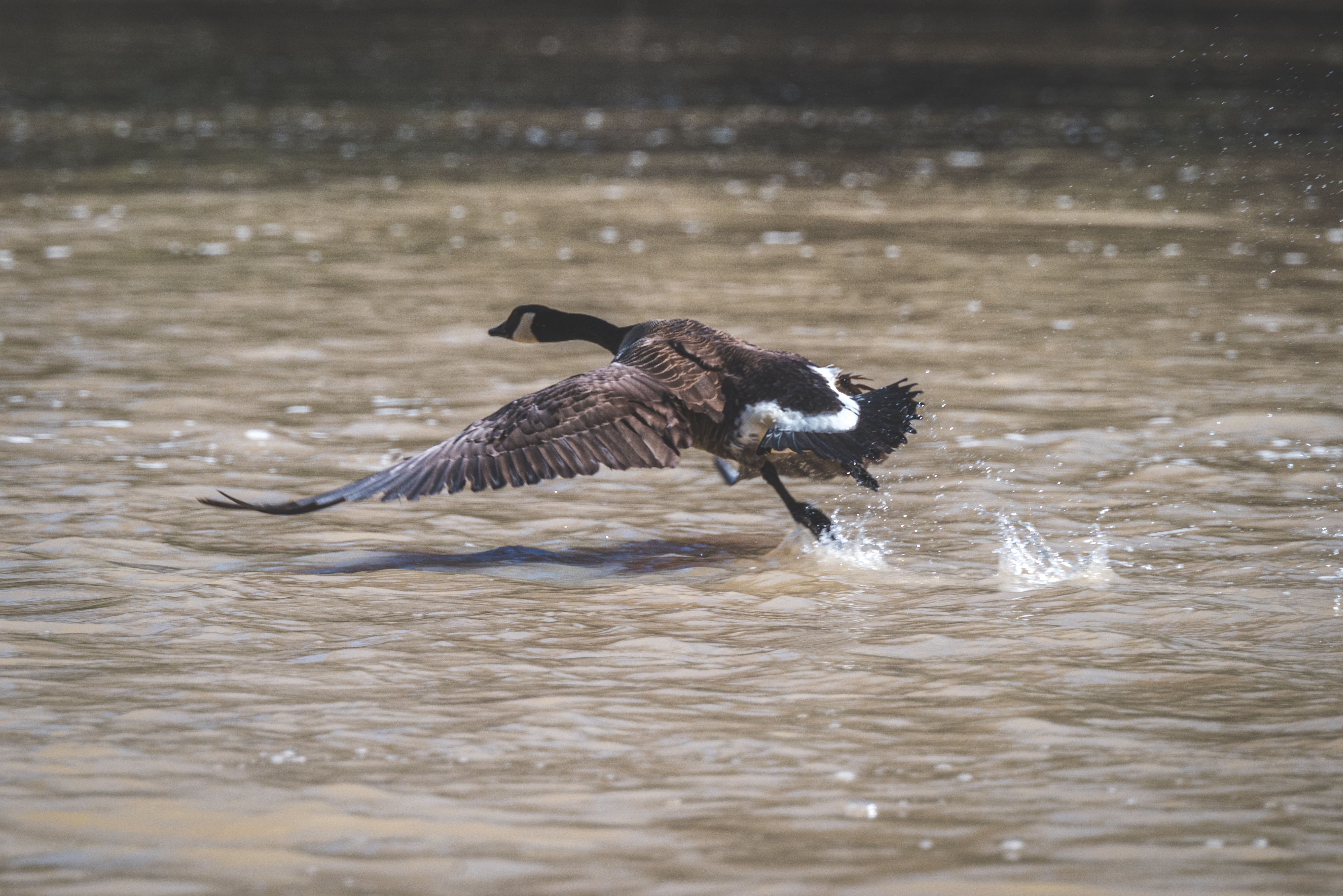 A Canadian goose gracefully takes flight over a calm lake, creating ripples as it lifts into the air.