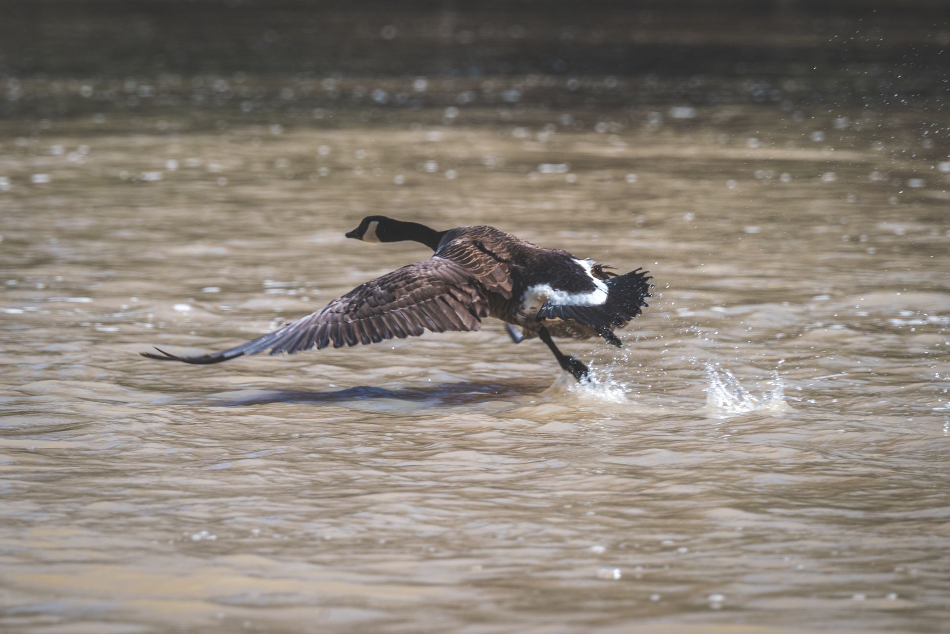 A Canadian goose gracefully takes flight over a calm lake, creating ripples as it lifts into the air.