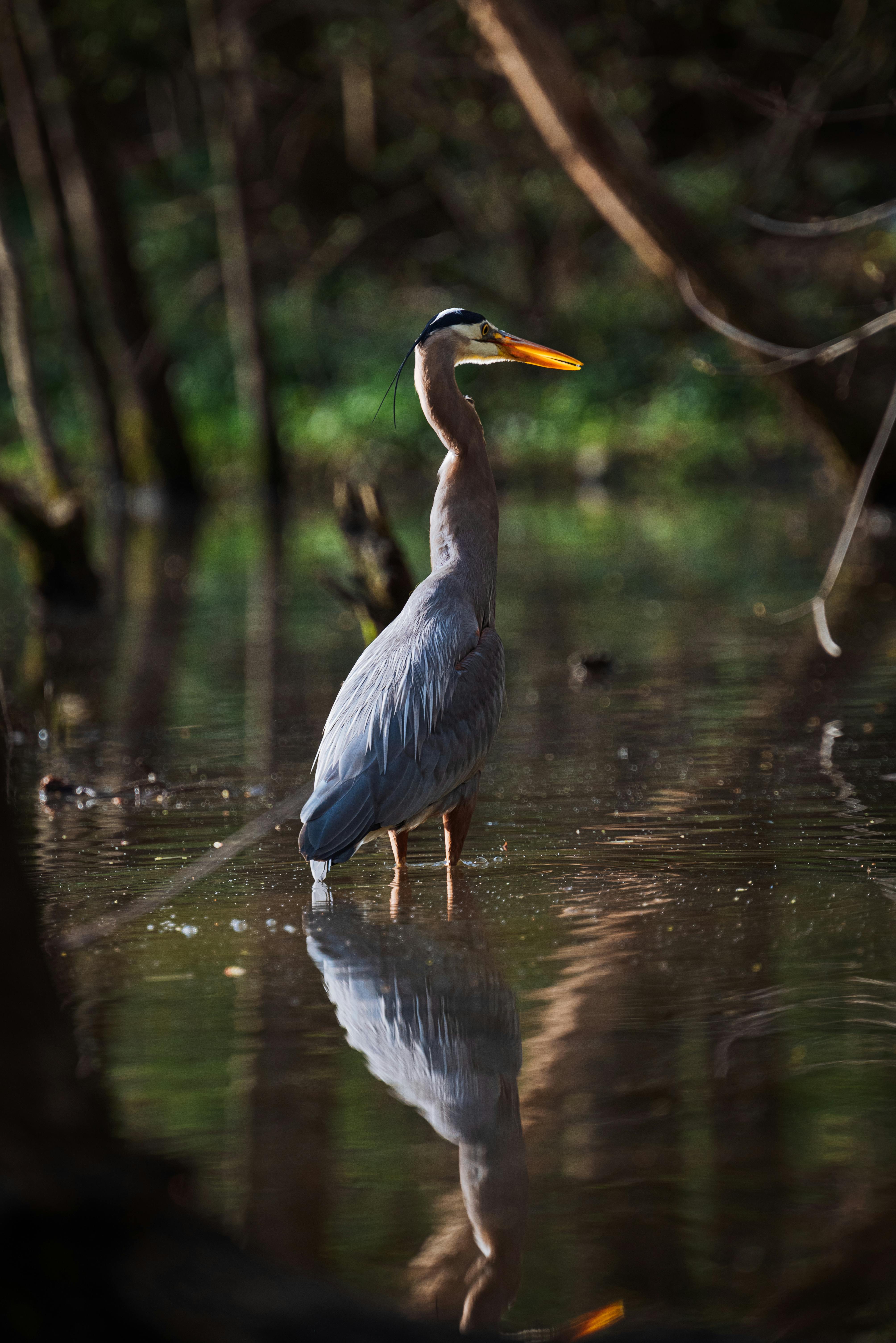 White Bird on Focus Photography · Free Stock Photo