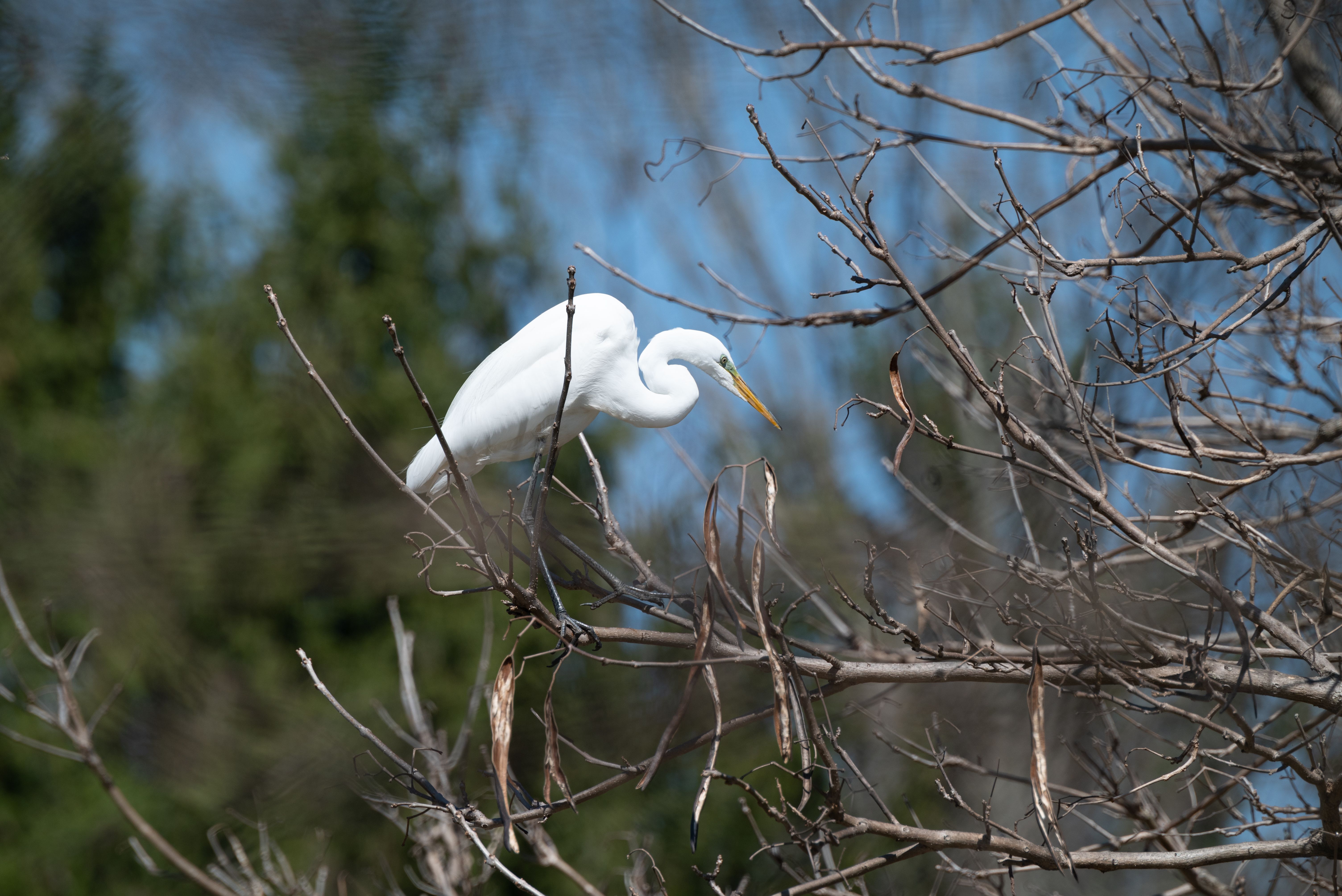 A great egret gracefully perches on a tree branch in a natural setting.