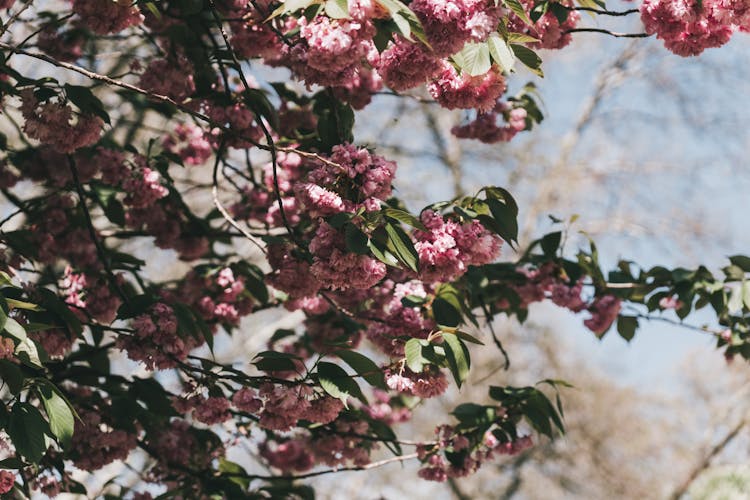 Closeup Of A Bush With Pink Flowers