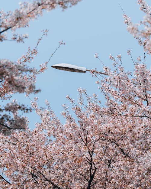 Gratis arkivbilde med blå himmel, blomster, fjær