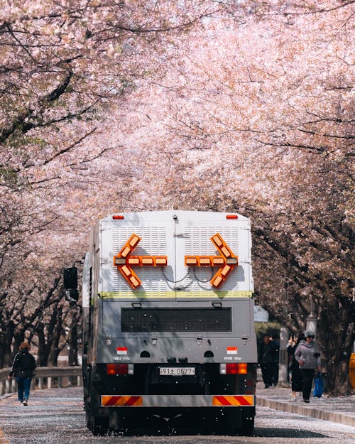 Gratis stockfoto met autorijden, bomen, kersenbloesems