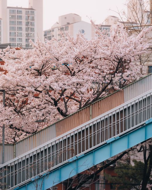 Beautiful cherry blossoms bloom over a city pedestrian bridge on a sunny spring day.