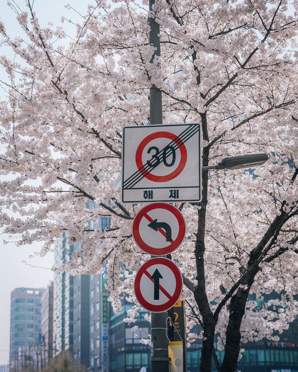 Road Signs Against a Blooming Tree · Free Stock Photo