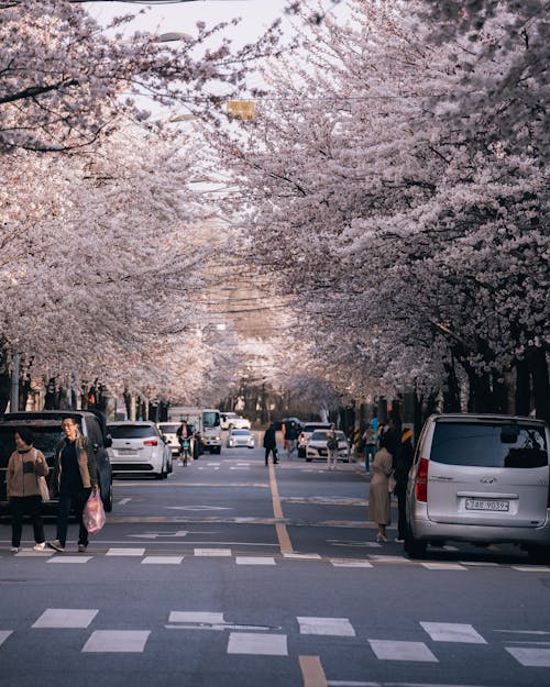 Foto stok gratis aspal, berkembang, bunga sakura