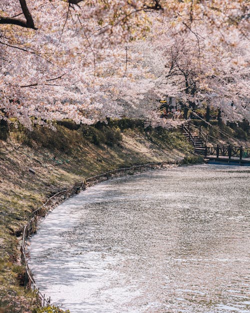 Immagine gratuita di alberi, bocciolo, corpo d'acqua