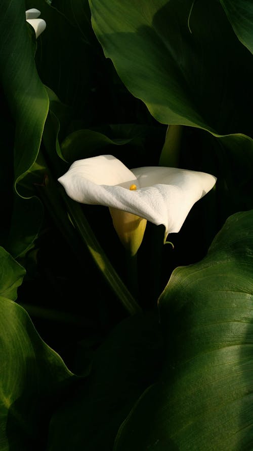 Gratis lagerfoto af blade, blomst, calla lily