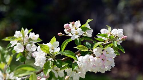 Free Close-up of white blossoms with green leaves in springtime sunlight. Stock Photo