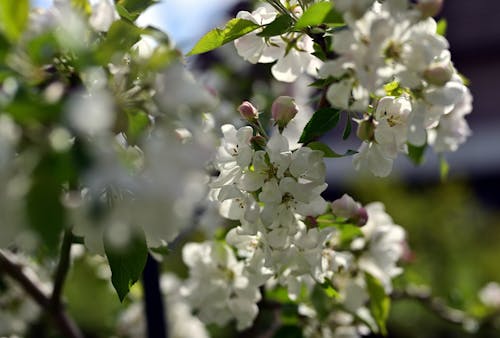 คลังภาพถ่ายฟรี ของ การเจริญเติบโต, ดอกไม้สีขาว, ต้นแอปเปิ้ล